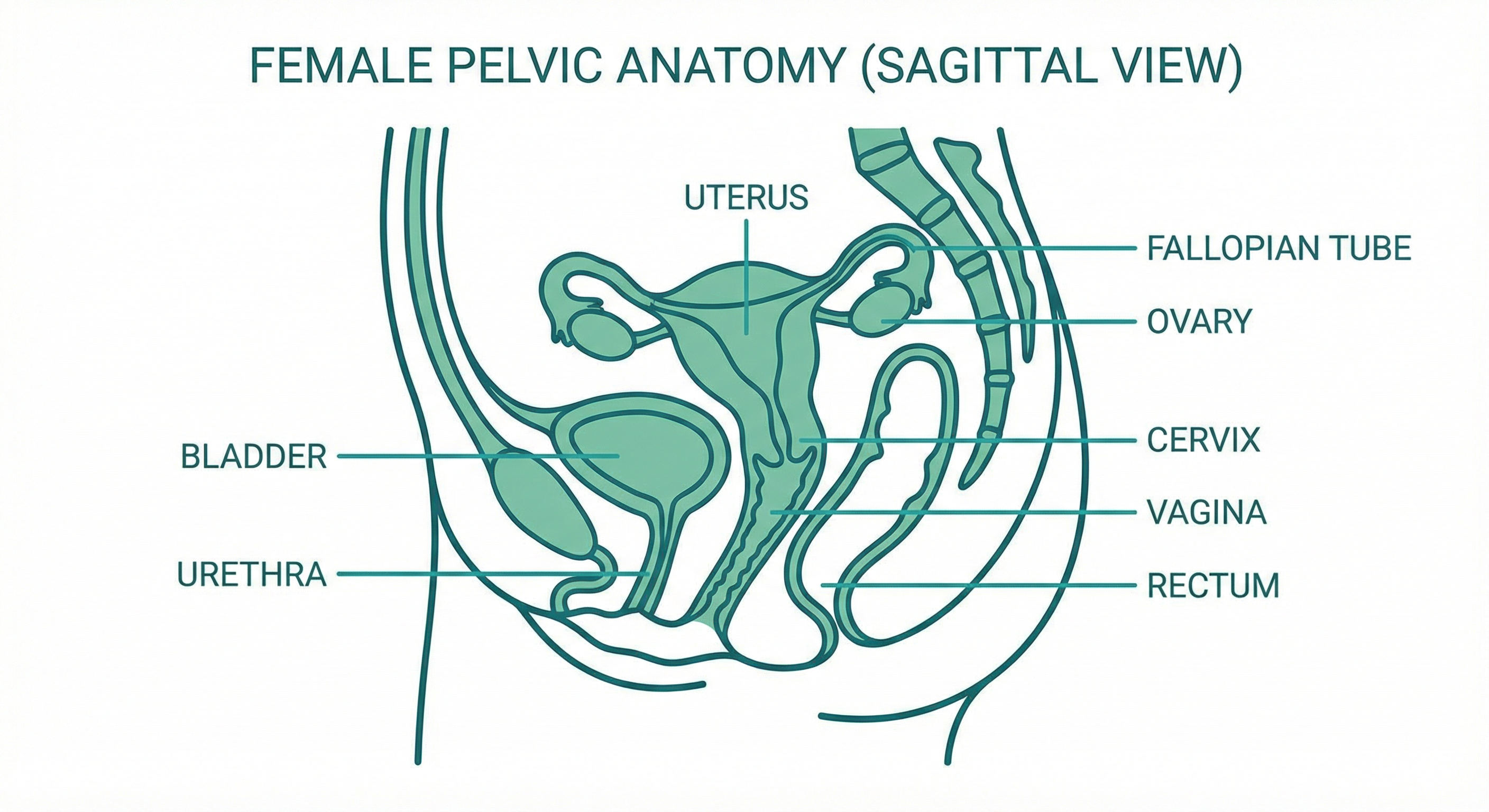Female internal reproductive anatomy