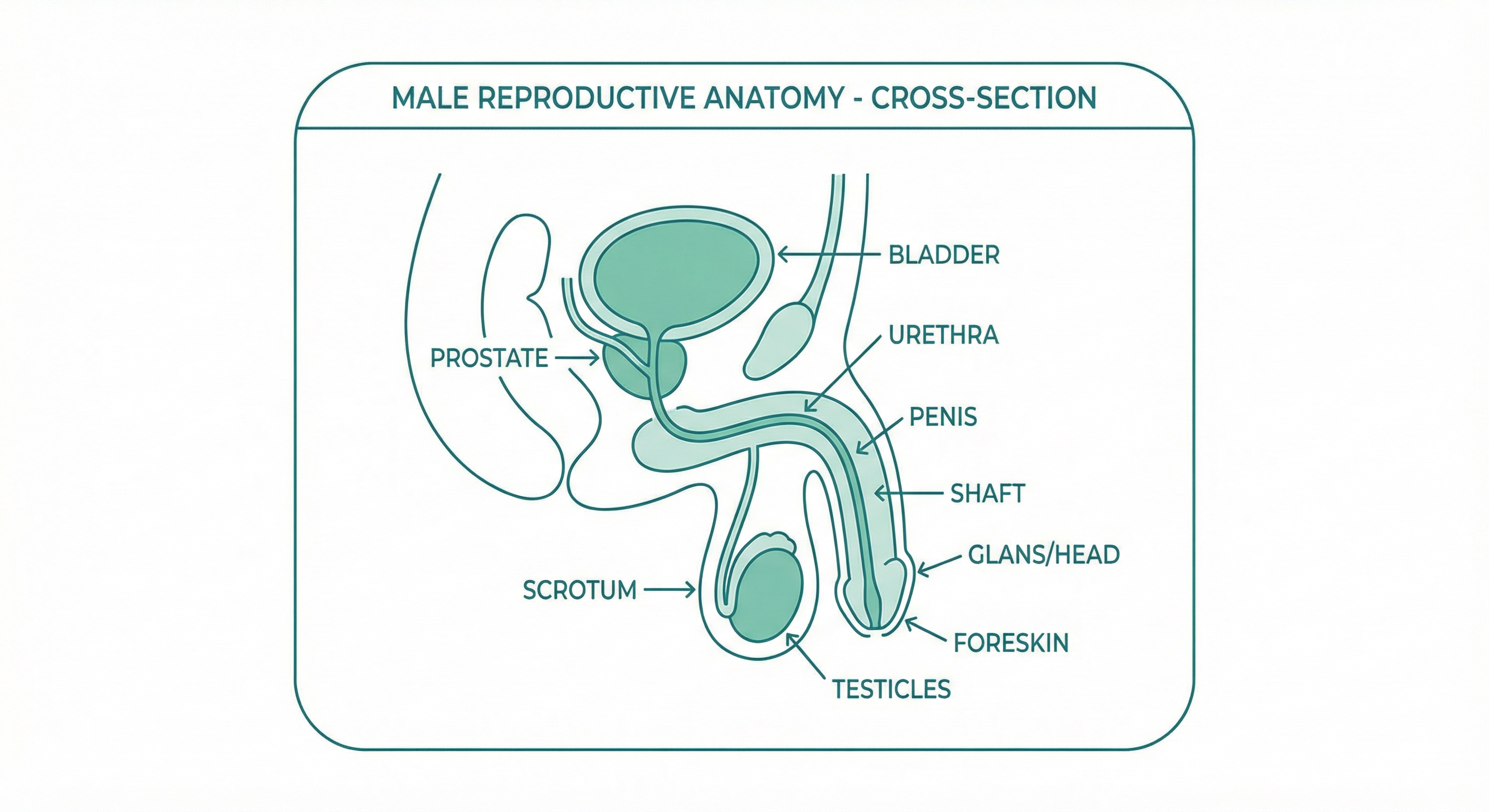 Male reproductive anatomy diagram
