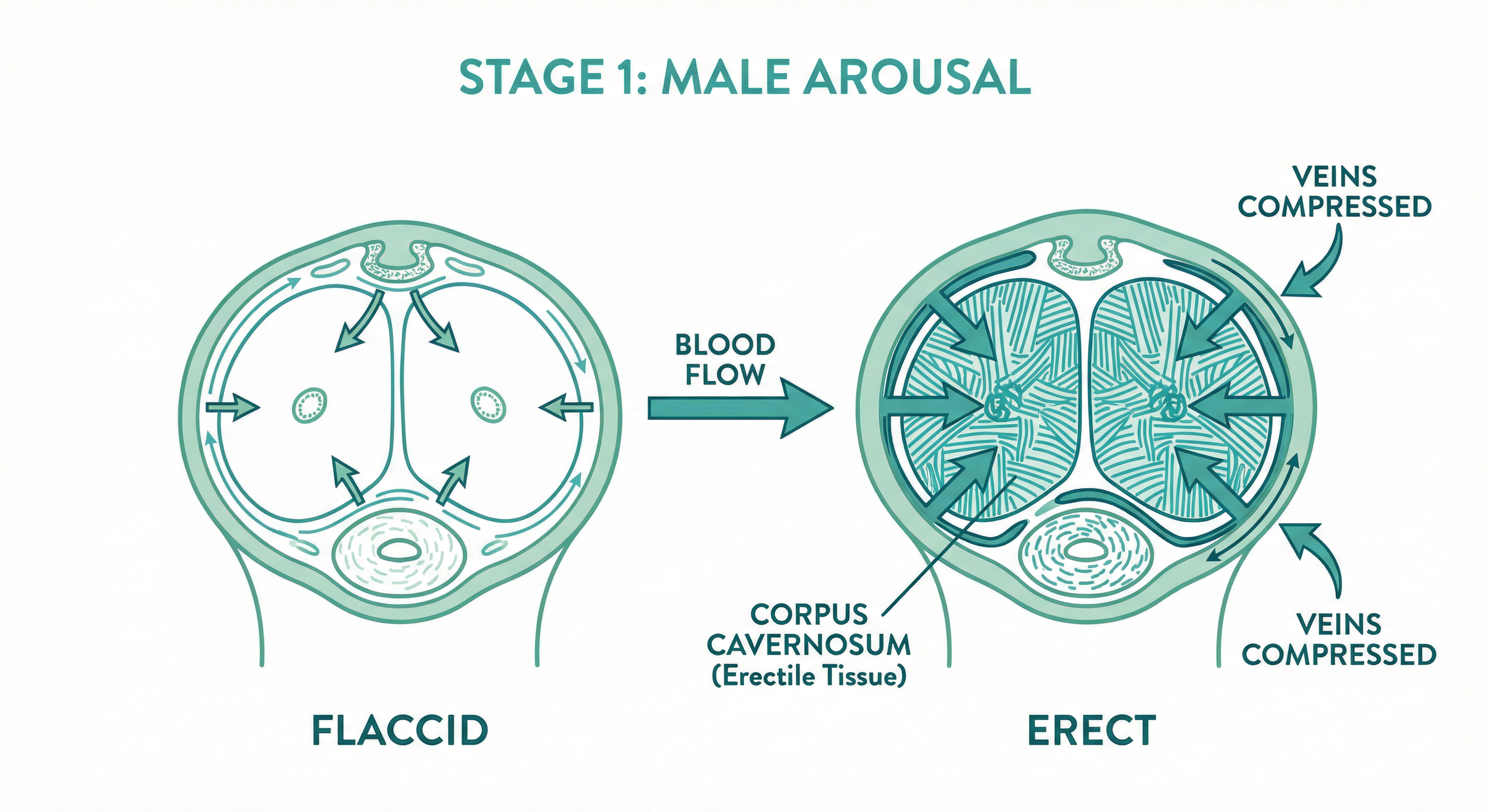 Male arousal - erection mechanism