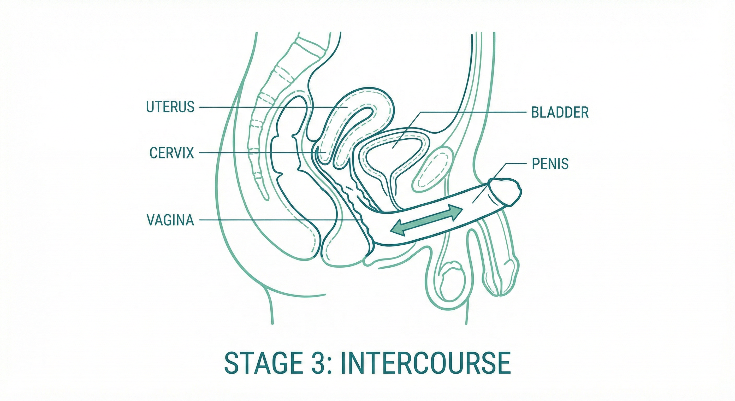 Intercourse - cross-section anatomy