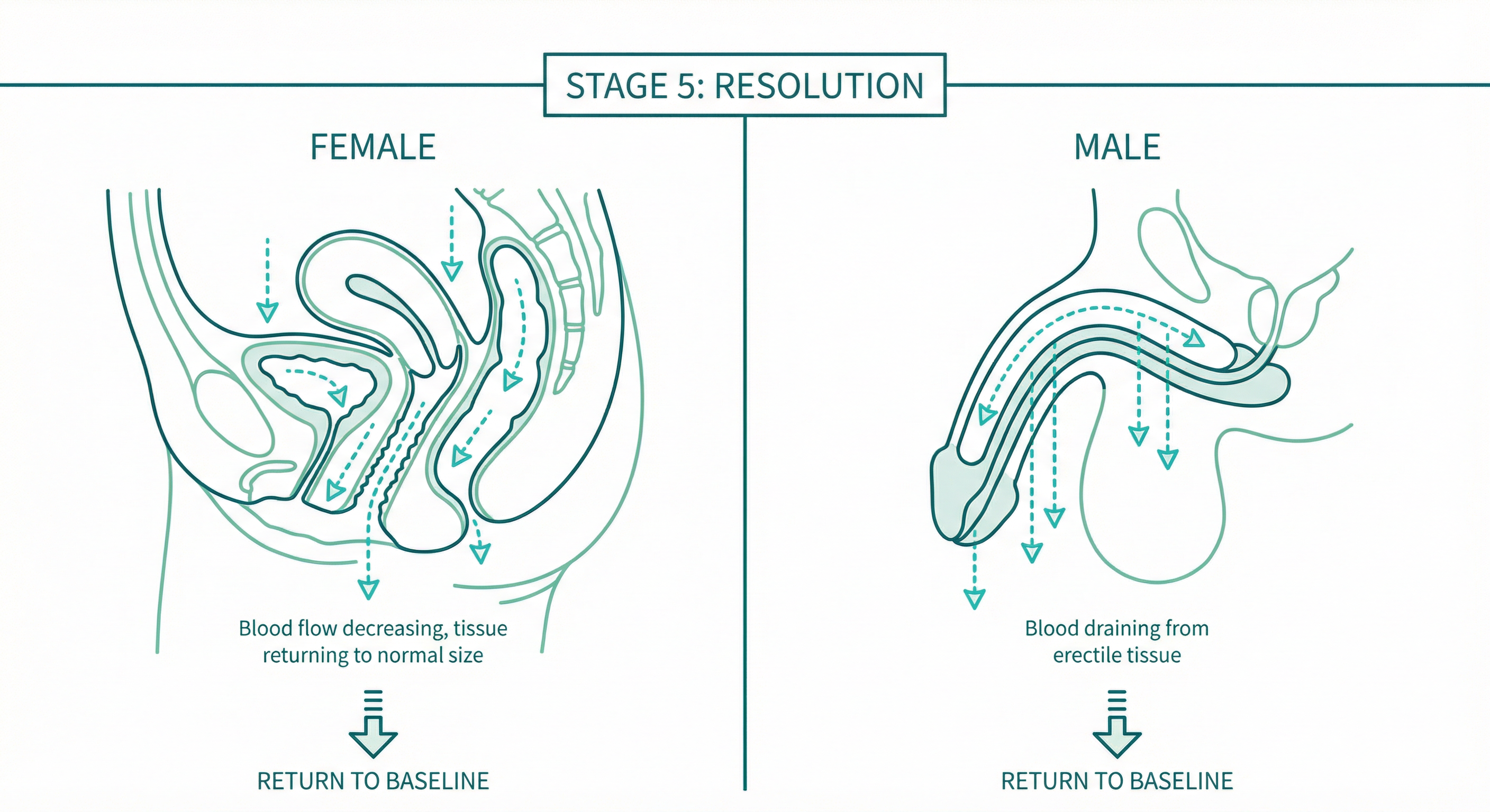Resolution phase - both genders